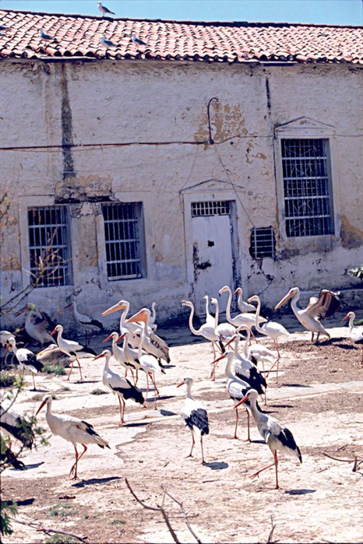 assets_LARGE_t_11761_16261536